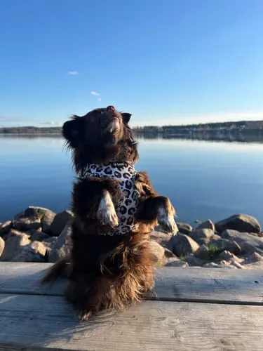 Tazz la Pepita hundesele med mesh