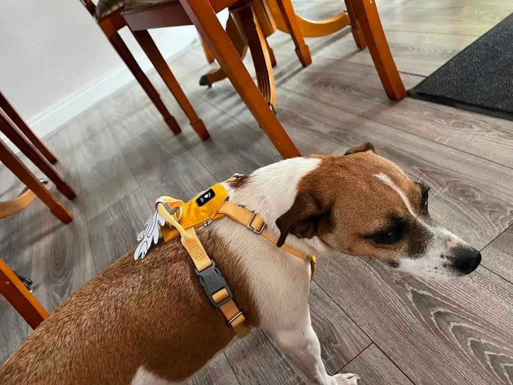 Hurtta Seeker hundesele Raven Y-sele let