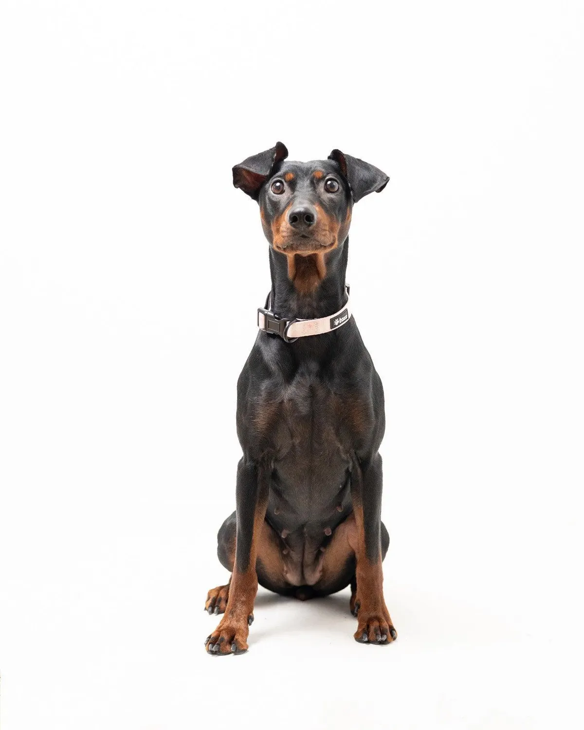 Tazz Pink Flower hundehalsband lyserod blomst