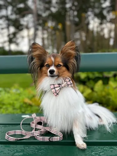 Tazz hundeline Pink Flower 200 cm bred