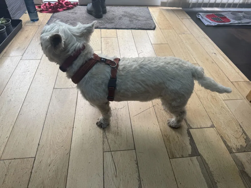 Hurtta Casual Y-Harness hundesele Raven 60-70 vandafvisende